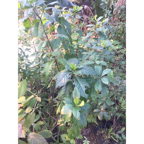 Cây dành dành kép cao 1 mét