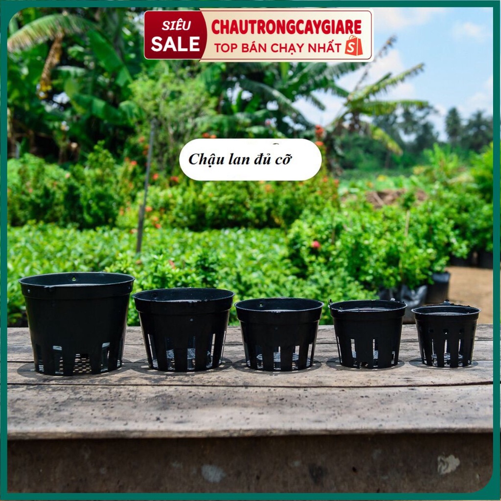 Chậu nhựa lan phi, giỏ trồng lan chuyên dụng kích thước đa dạng từ 12-15-18-20cm giá rẻ nhất