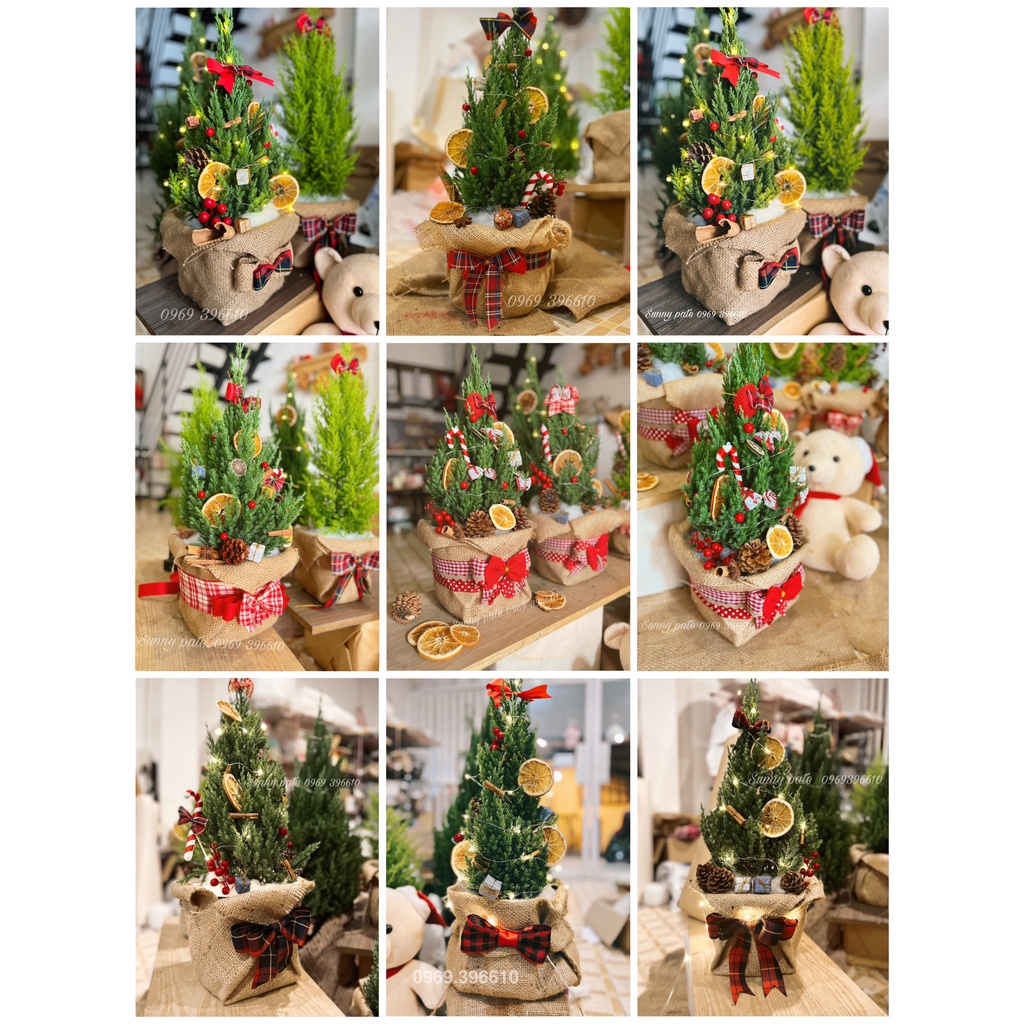 Cây thông giáng sinh có hương thơm thư giãn - Cây tùng thơm noel