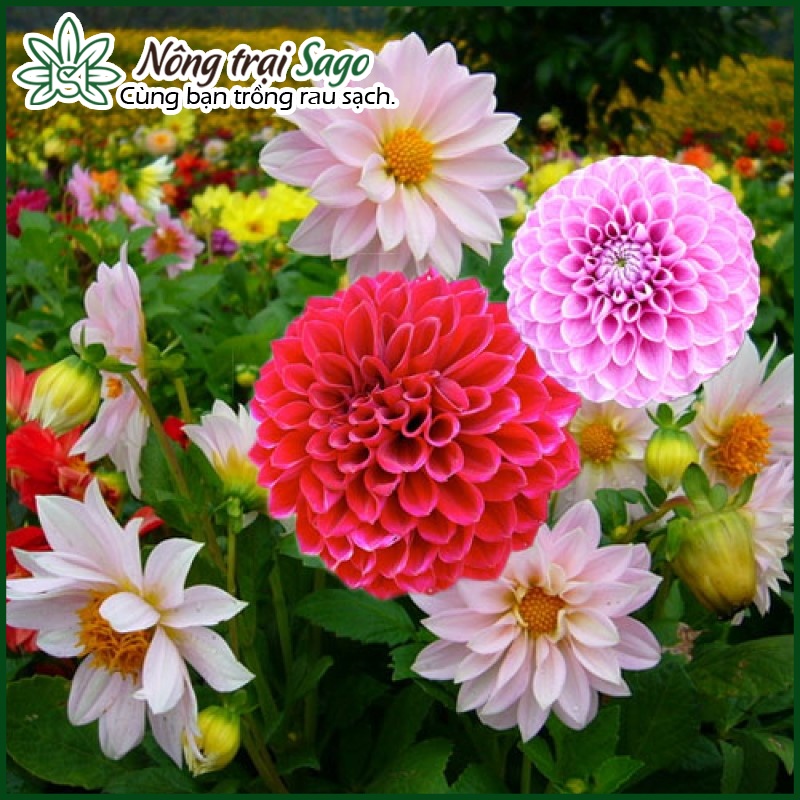 Hạt giống Hoa Thược Dược Nhiều Màu, Thân Cao, Thích Hợp Trồng Chậu, Hoặc Sân Vườn - Nông Trại Sago