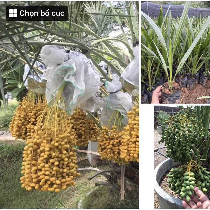 Trà Là cây giống bán sỉ