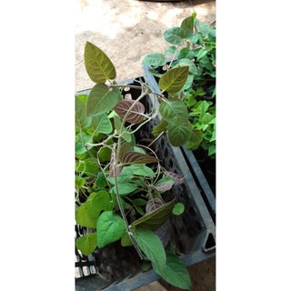 [Nhu_Mai_Garden]CÂY LÁ MƠ LÔNG TÍM (MƠ LÔNG TAM THỂ LÁ MÀU TÍM)