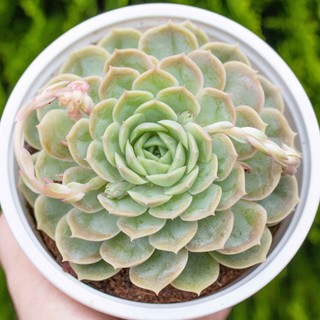 Sen đá ngọc bích cỡ lớn 11-13cm - Vườn sen đá