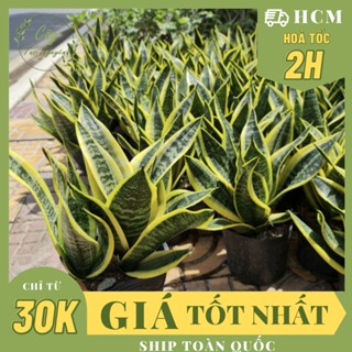 CHẬU MỀM_ CÂY LƯỠI HỔ THÁI VIỀN VÀNG (cao 25cm), phong thuỷ để bàn mini GIÁ RẺ, lọc không khí, Cây Tươi Nguyên