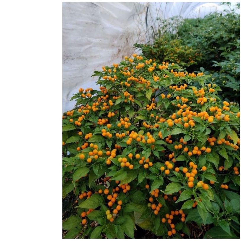 13h Hạt Giống Ớt Mắc Nhất Thế Giới Aji Charapita 570tr/kg