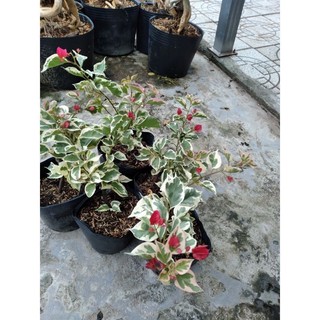 Cây Hoa Giấy Cẩm Thạch Đỏ