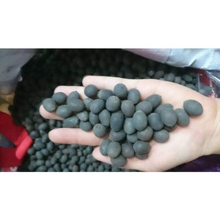 1 kg hạt giống sen ta