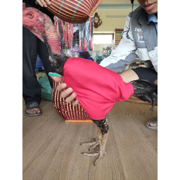 Áo gà chọi giữ ấm chống xơ gãy lông