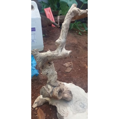 Cành cây cho chim, sóc đậu cao 35 cm