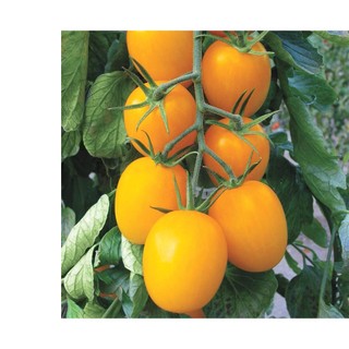 30h hạt giống cà chua cherry lê vàng