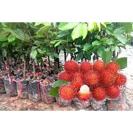 Cây giống Chôm chôm Thái ( giống ghép cho trái siêu sớm siêu trái)