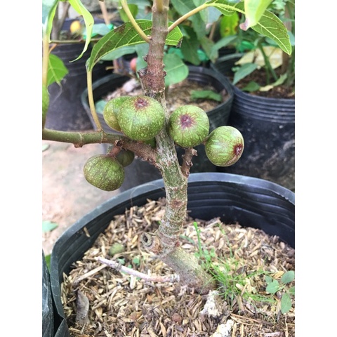 Cây sung nếp ta, lấy quả, lá,làm phôi kiểng siêu trái-cây giống