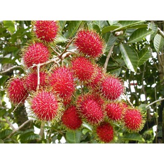 Cây giống Chôm chôm Thái