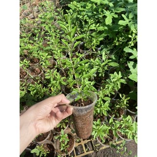 Cây giống câu kỷ tử