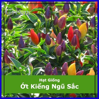 Hạt giống ớt kiểng ngũ sắc