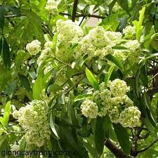 Cây hoa sữa giống