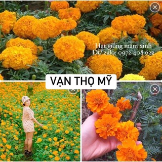 1.200 hạt vạn thọ Mỹ. Có ảnh thật nảy mầm 100%