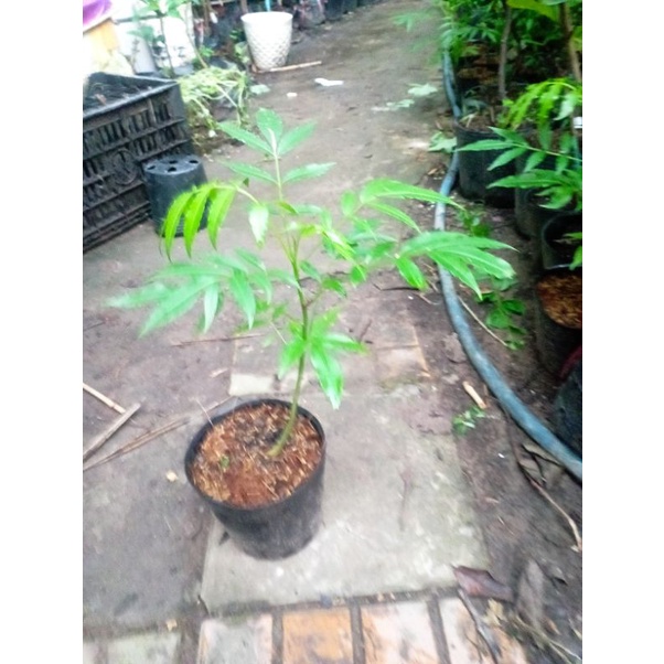 Cây cóc Câỳ Thái