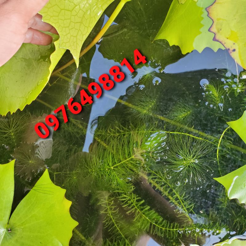 Rong đuôi chồn thủy sinh
