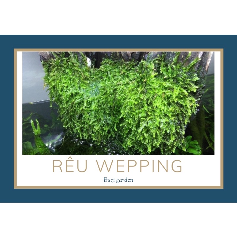 Rêu wepping sing, rêu hạ thuỷ được, dùng cả trong terrarium,bán cạn, bonsai, thuỷ sinh không cần Co2