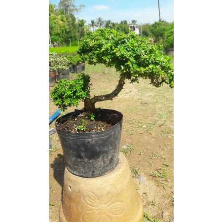 Cây linh sam bonsai