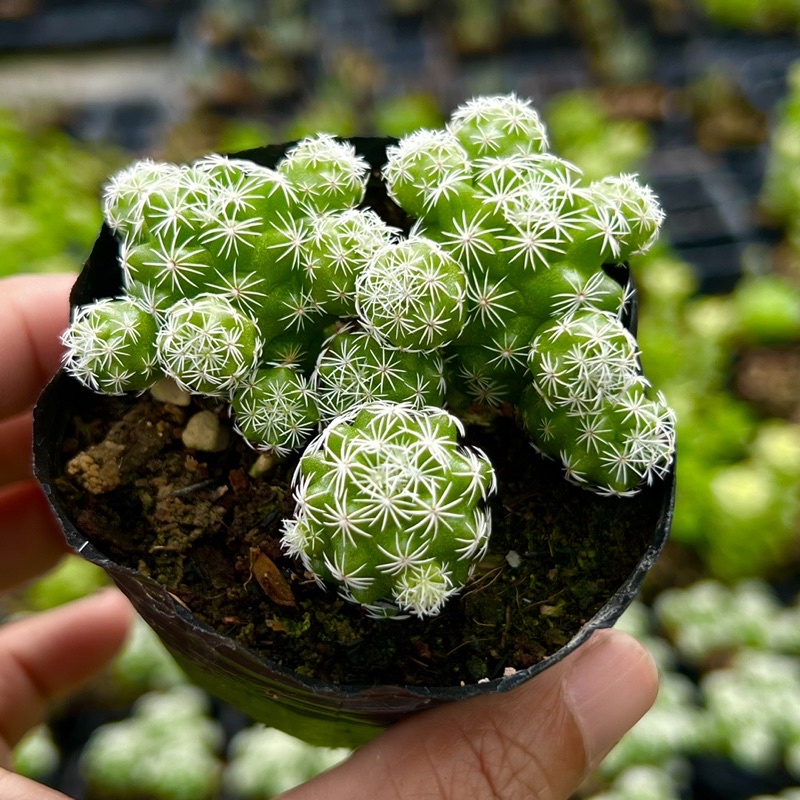 Xương rồng trứng cút Mammillaria vetula size bầu 4-4,5cm, cây cảnh trang trí nhà cửa THUANPHAT GARDEN