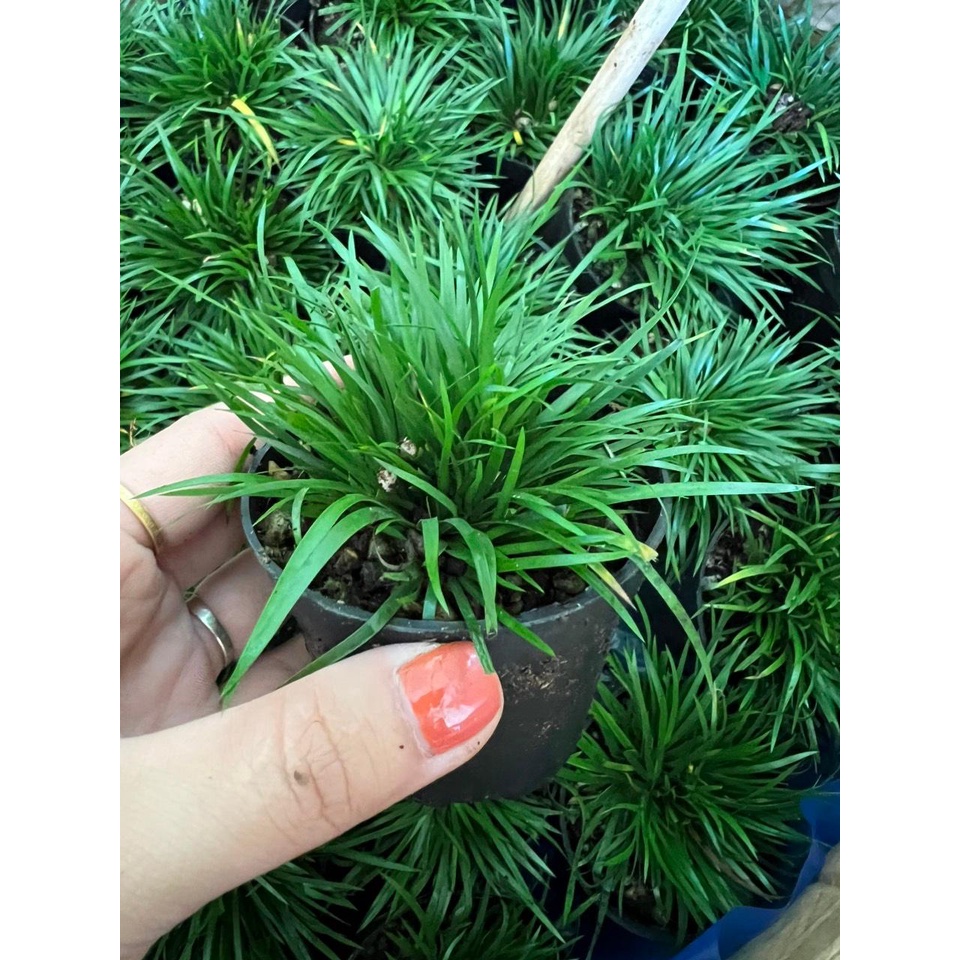 Chậu nhựa thạch xương bồ kim tiền, cỏ thơm trang trí bàn làm việc, tiểu cảnh, terrarium bán cạn