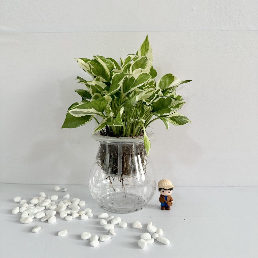 Cây trầu bà cẩm thạch trồng sẵn bình thủy sinh, Cao 25cm thích hợp để bàn làm việc