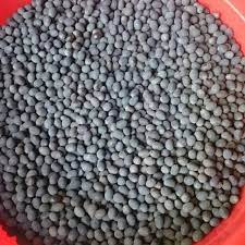 1 kg hạt giống sen ta