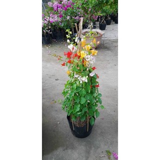 Chậu cây hoa Giấy Thái 3 màu