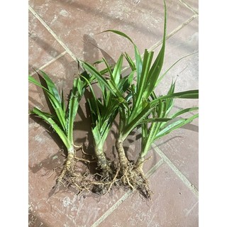 dứa dại ( 1 cây giống cây loại vừa)mua 6 tặng 1