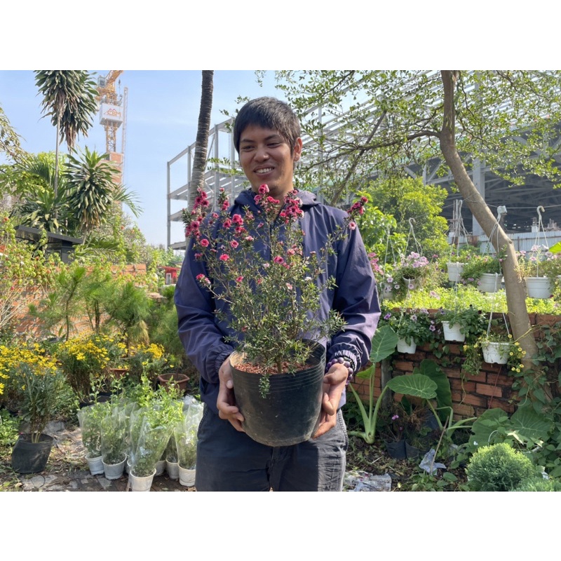 🌻 Cây Tùng Tuyết Mai cao 50-80cm Nở Hoa Hồng Trắng Rất Đẹp
