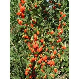 10h hạt giống quả câu kỷ tử gojiberry