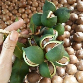 cây macca giống ,Cây mắc ca giống