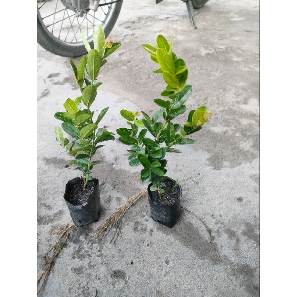 Combo 5 cây siro giá 75k. Hàng đẹp,khoẻ,mau cho trái, dễ chăm