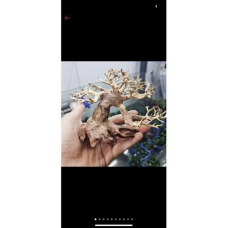 bon sai thuỷ sinh mini(cao từ 10 cm-15 cm)