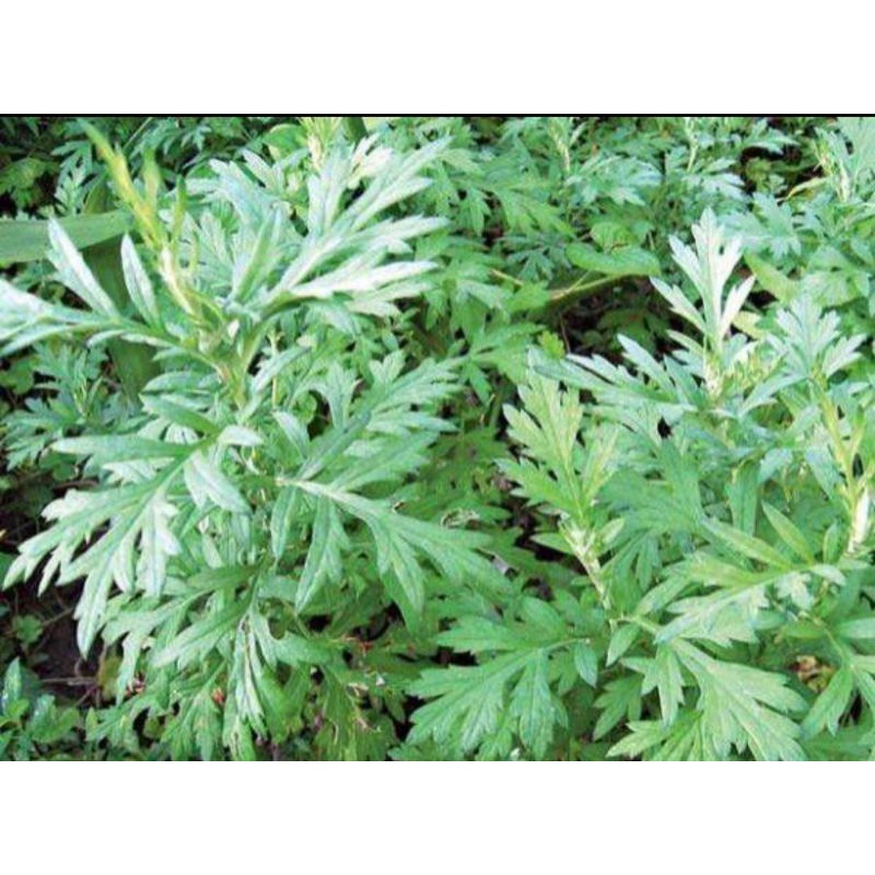 1kg Ngải cứu tươi