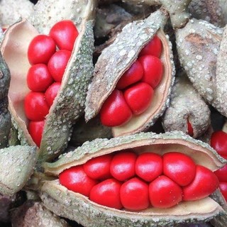 Hạt Dổi Nếp Rừng Tây Bắc [Hạt Mới, Thơm Đậm]