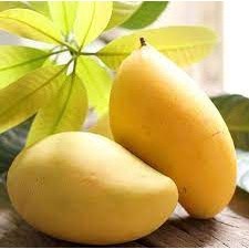 Cây giống Xoài Vàng Tứ Quý