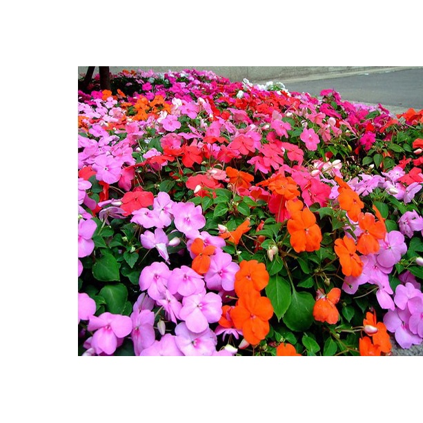 50h Hạt Giống Hoa Ngọc Thảo Mai Địa Thảo mix