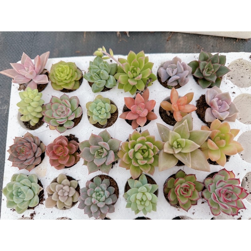 20 cây sen đá mini ngẫu nhiên nhiều loại , đã thuần khí hậu