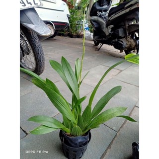 Vũ nữ Anh Đào hoa thơm đang nụ tết