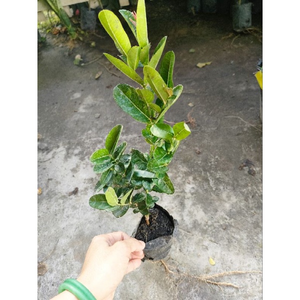 Cây siro giá 15k, Hàng xanh khoẻ đẹp xuất sắc, dễ trồng mau cho trái
