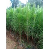 Cây Giống Thông Caribe ( cây siêu sớm có bảo hành)