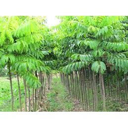 Giống Cây Sấu ( cây siêu sớm)
