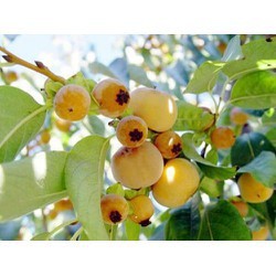 CÂY GIỐNG CÂY THỊ THƠM, QUẢ NGỌT- (LOÀI CÂY PHONG THỦY )