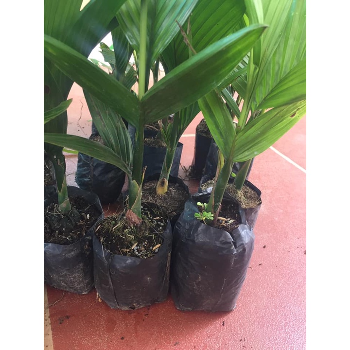 CÂY GIỐNG CAU LAI [ GIỐNG CHUẨN NHƯ HÌNH ] [ GHN Express ]