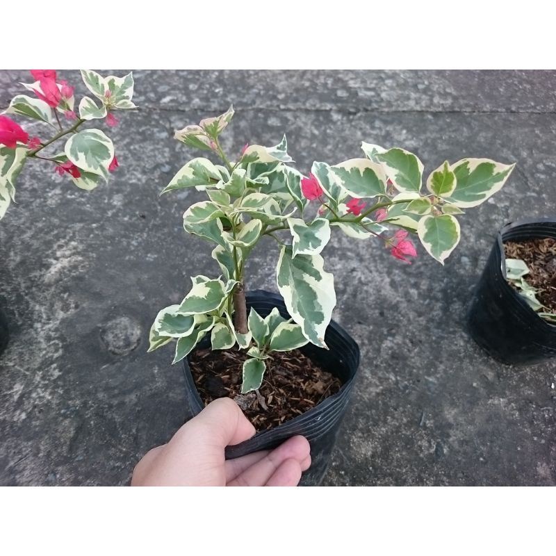 Cây Hoa Giấy Cẩm Thạch Đỏ