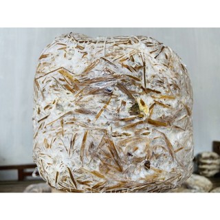 Hạt giống nấm Hoàng Đế