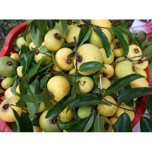 CÂY GIỐNG CÂY THỊ THƠM, QUẢ NGỌT-